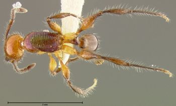 Media type: image; Entomology 22409   Aspect: habitus dorsal view
